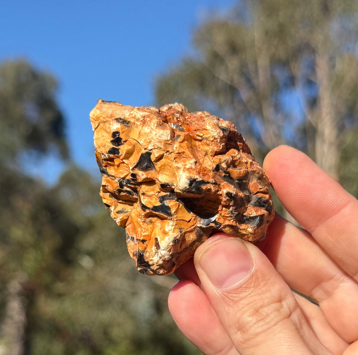 Peanut wood from the Kennedy Range, Western Australia, view 5 of 5