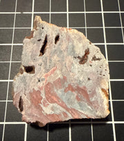 Conophyton stromatolite slab from Victoria River, Northern Territory, view 1 of 2
