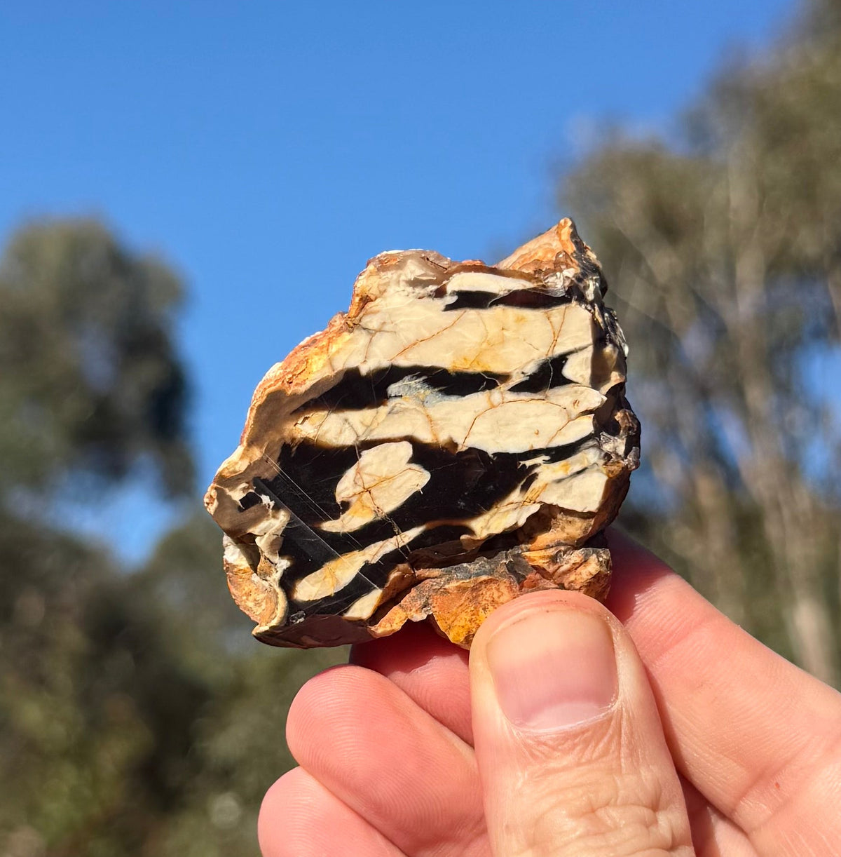 Peanut wood from the Kennedy Range, Western Australia, view 1 of 5