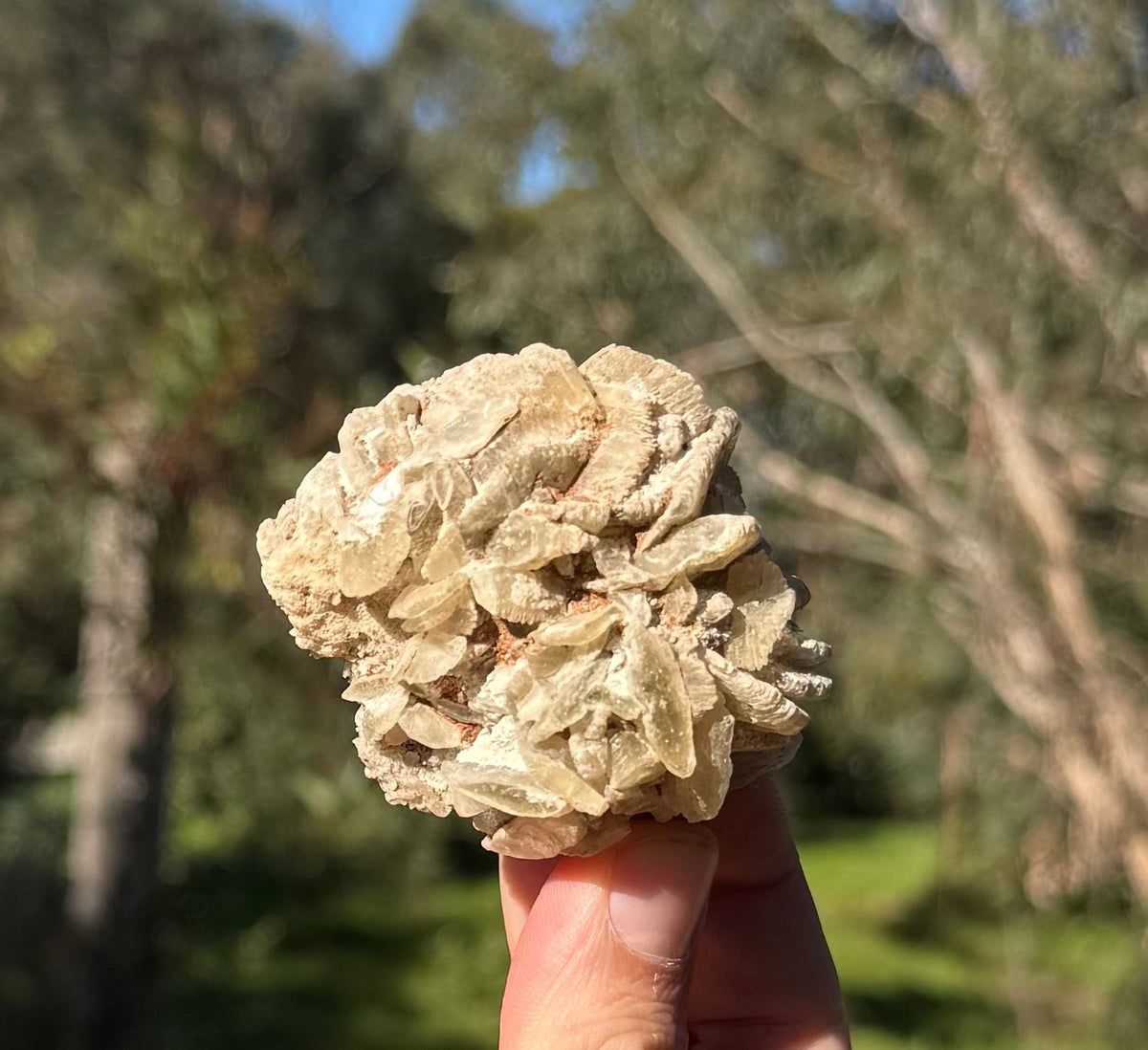Gypsum rose from Lake MacLeod, Western Australia, view 3 of 3