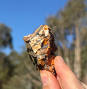 Peanut wood from the Kennedy Range, Western Australia, view 4 of 5
