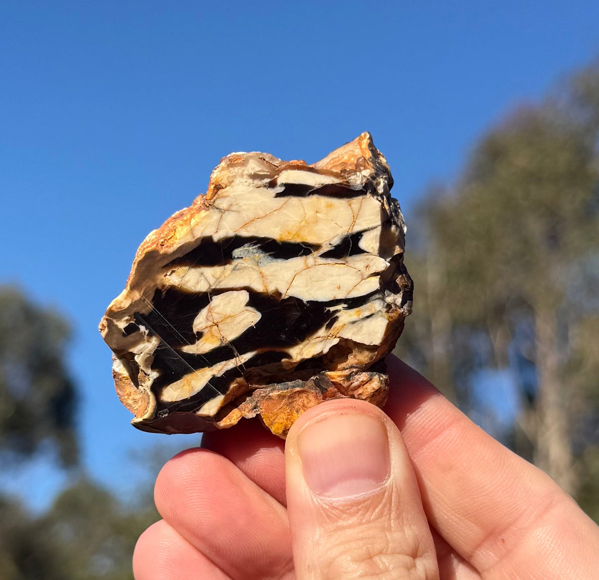 Peanut wood from the Kennedy Range, Western Australia, view 2 of 5
