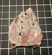 Conophyton stromatolite slab from Victoria River, Northern Territory, view 2 of 2