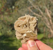 Gypsum rose from Lake MacLeod, Western Australia, view 2 of 3