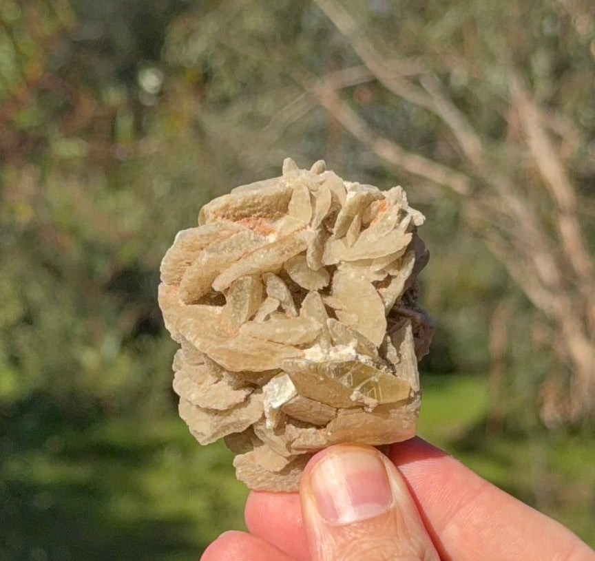 Gypsum rose from Lake MacLeod, Western Australia, view 2 of 3
