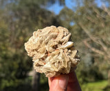 Gypsum rose from Lake MacLeod, Western Australia, view 1 of 3