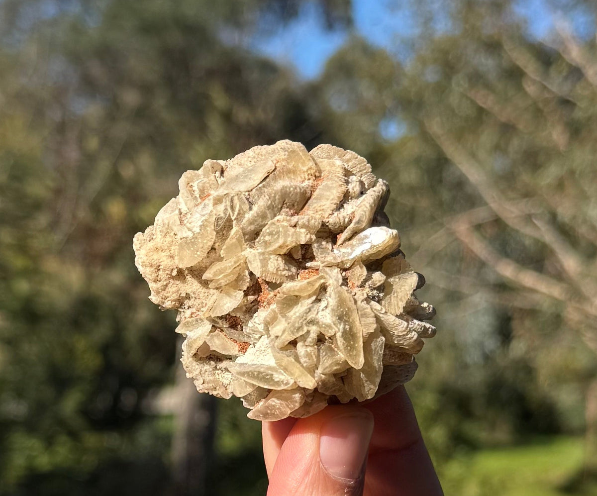 Gypsum rose from Lake MacLeod, Western Australia, view 1 of 3