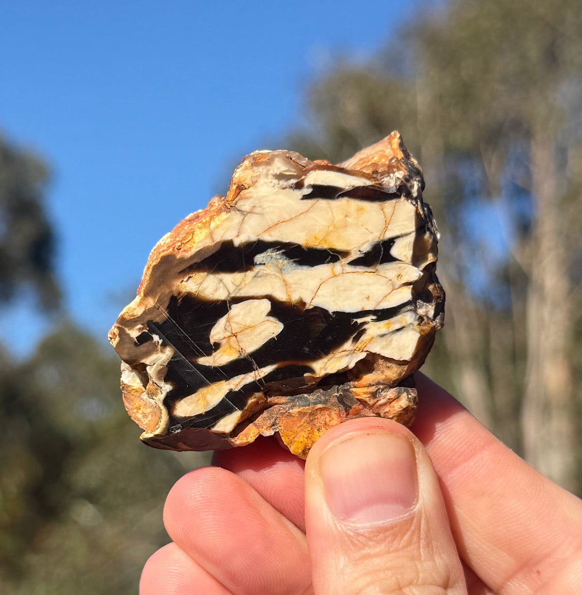 Peanut wood from the Kennedy Range, Western Australia, view 3 of 5