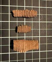 Crinoid stem sections from Gascoyne Junction, Western Australia, view 1 of 2
