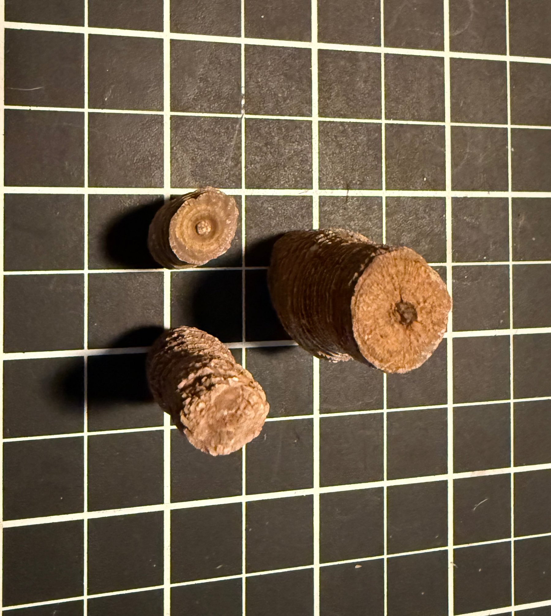 Crinoid stem sections from Gascoyne Junction, Western Australia, view 2 of 2
